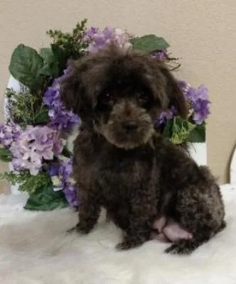 Home - Toy Poodle and Maltese Perfection