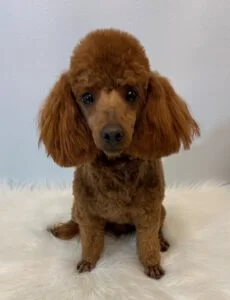 https://www.fishermountainpuppies.com/wp-content/uploads/2022/03/Charming-Red-Poodles-02-230x300.jpg.webp